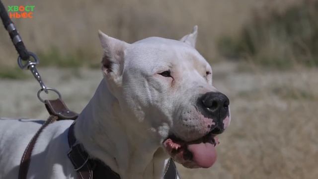 Все о породе аргентинский дог смотреть онлайн