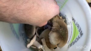 Рядовка дымчатая.