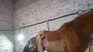 Стрижка лошади