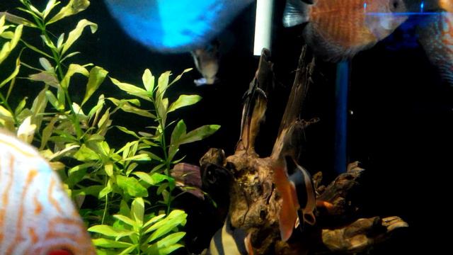 Магазин "Ковчег" г. Усть-Каменогорск. смотреть онлайн