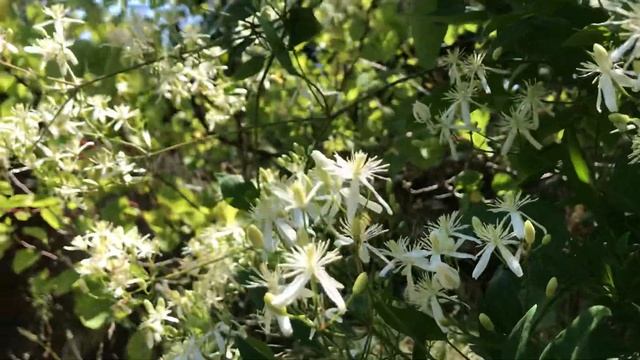 Clematis Vitalba смотреть онлайн