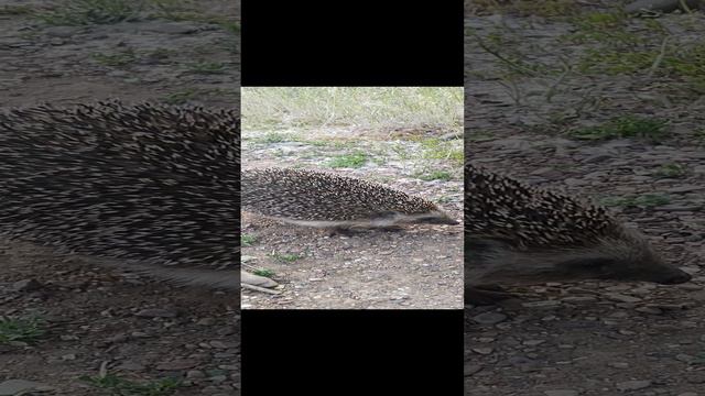 Ёжик