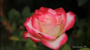 The Most Gorgeous Rose Flower in My Garden || Blooming Stage || Beautiful Fragrant Rose
