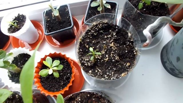 ПЛЮМЕРИЯ, АЛБИЦИЯ, АДЕНИУМ что выросло из Китайских семян смотреть онлайн