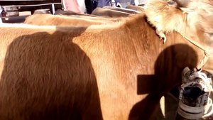 МАЛ БАЗАР г.ТАРАЗ - СКОТНЫЙ РЫНОК 02.10.2020