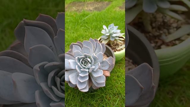 Echeveria laura/ white one смотреть онлайн