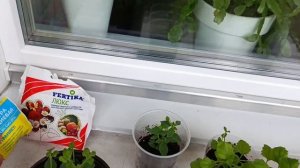 Махровая Бакопа, выращивание от черенка до пышного куста!