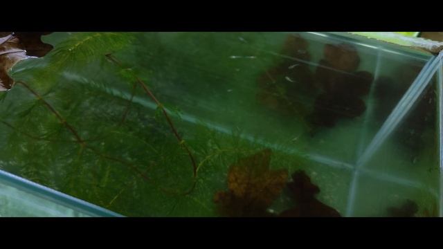 Малявочник. смотреть онлайн