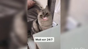 Коты со ртом человека - Лучшее - Сборник - Говорящий Рот - Говорящие коты - TikTok Коты