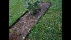 Как вырастить много грибов у себя на участке. Собираем грибы.