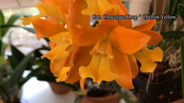 Cat. Chocolate Drop ‘Chiffon Yellow’ смотреть онлайн