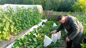 Рубим махорку. Малосольные огурцы за 2 минуты