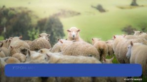 БАРАНЫ В ШКОЛЕ