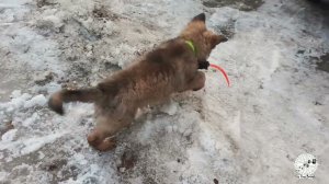 Алена из Розы Ветров
