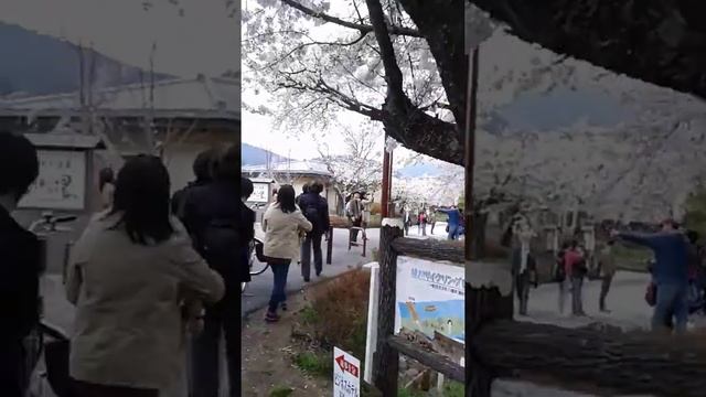 Arashiyama 6