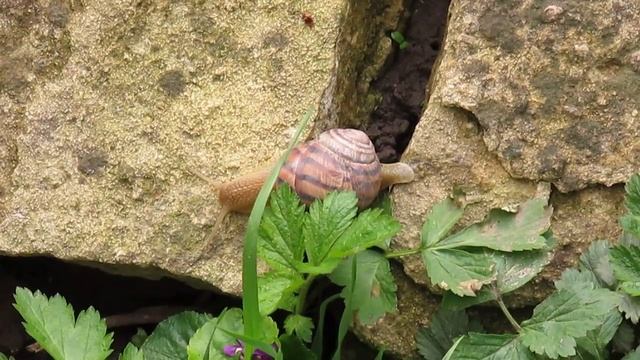 Улитка над пропастью смотреть онлайн