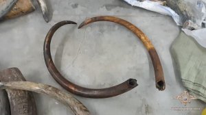 Пресечена попытка вывоза бивней мамонта за границу