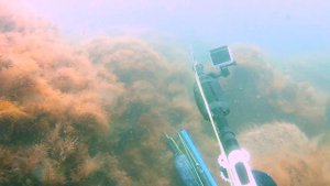 Подводная охота на лобана, кефаль. VLANIK 70. Трезуб. SPEARFISHING IN BLACK SEA 2021