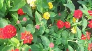 Best Flowering Plant For Summers | How to Grow LANTANA Plant (Hindi)