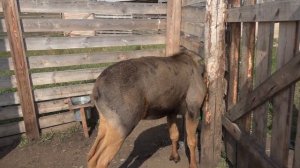 Маралы ферма