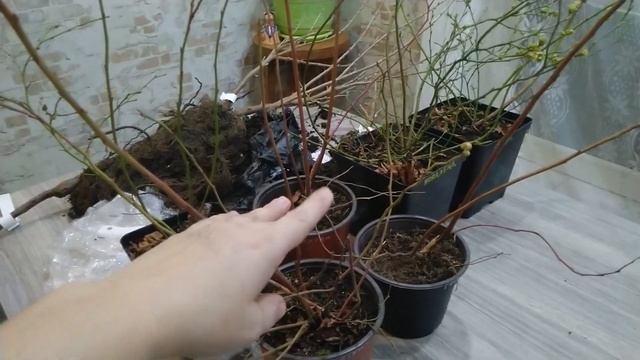 Саженцы от компании Клубника из Шереметьевского,распаковка.