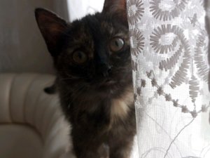 Приходи котя
