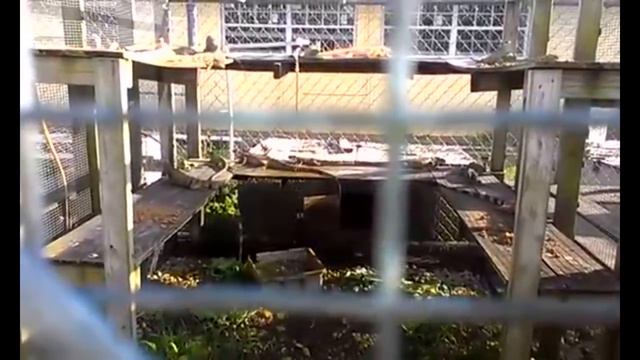 НАШЁЛ В ПРИРОДЕ САМУЮ ПОПУЛЯРНУЮ В НЕВОЛЕ ЗМЕЮ! Поездка во Флориду (2013) смотреть онлайн