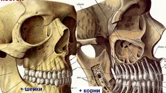 Пищеварительная система - 1. Видео лекция С.М.Зиматкин (19)