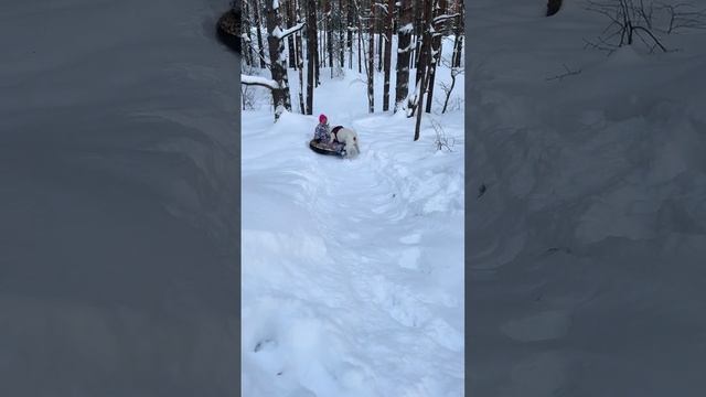 Прогулка по лесу #собаки#гуляем#собакадругчеловека#добро