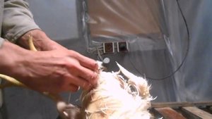 Ощип курицы, бройлера. Быстрое снятие пера с птицы, кур, бройлеров самому в домашних условиях.