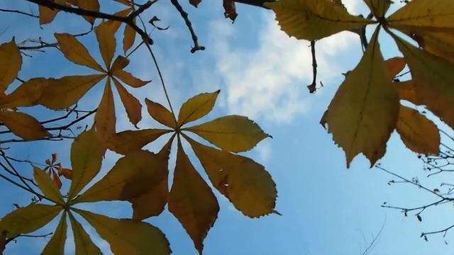 В осеннем парке городском вальсирует листва...