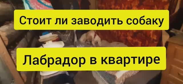 Стоит ли заводить собаку. Лабрадор в квартире смотреть онлайн