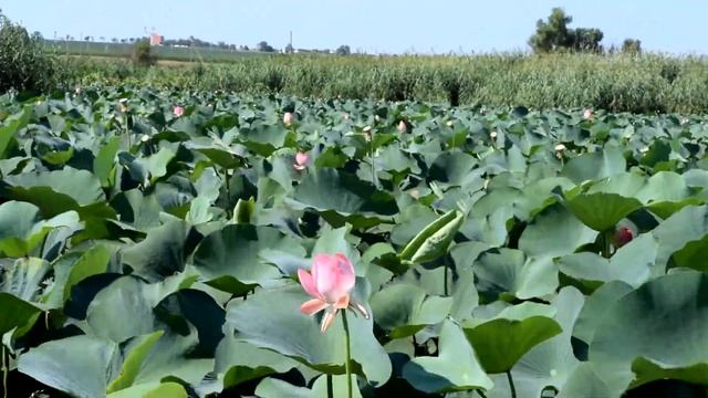 Ахтанизовский лиман. Долина лотосов. смотреть онлайн