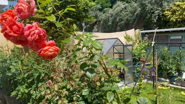 David Austin Roses In My Garden : Summer Song : Fully Detailed Review // English Rose Garden UK смотреть онлайн