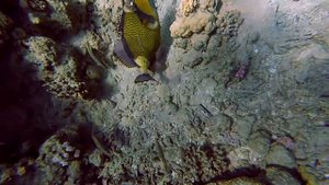 Красное море, Египет, Титановый спинорог