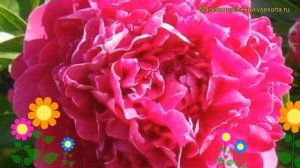 Пион молочноцветковый Поль М. Уайлд. Краткий обзор, описание paeonia lactiflora Paul M. Wild