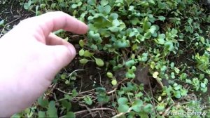 О СИДЕРАТАХ/СИДЕРАТЫ В ТЕПЛИЦЕ/СИДЕРАТЫ ПОСЛЕ ЗИМЫ/