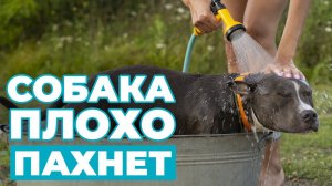 Почему СОБАКА ПЛОХО ПАХНЕТ? Причины неприятного запаха от собаки