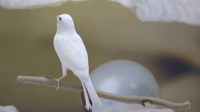 ПЕНИЕ КЕНАРА. УРОК 15. Русская канарейка смотреть онлайн