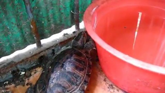 Черепашка под песенку Мудрые ноги смотреть онлайн