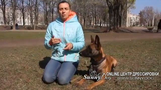 Что делать. собака  делает садки? Садки у собак — почему они делают это?