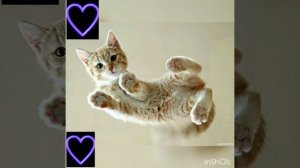 ты круче чем GAYAZOV$BROTHER$ (audio muzic )