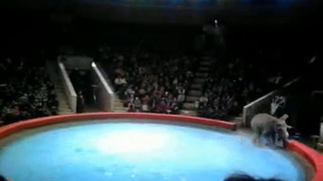 Цирк.Слоны в Туле. смотреть онлайн