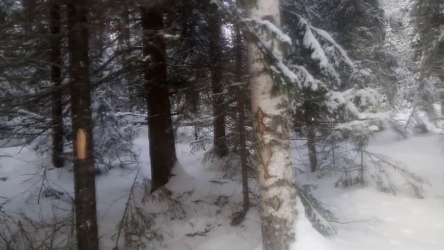 Промысловая охота на куницу! Четыре куницы на одном путике... смотреть онлайн