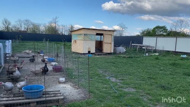 Делаем красивый дом петуху!Вылупились индоутята, петуха выгнали из сарая. смотреть онлайн