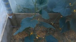 Супер идея выращивание огурцов в одну плеть / Главные секреты по выращиванию огурцов