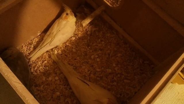 Дуплянка для попугая Корелла (гнездо для Korell) Bird Houses For Corella Parrot
