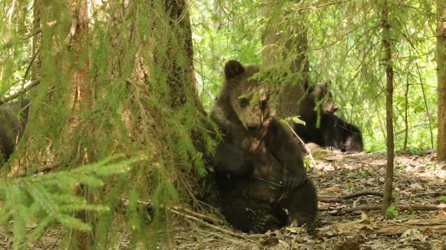 Тюменские медвежата Ермак, Тайга и Лайма изучают свои лесные владения смотреть онлайн