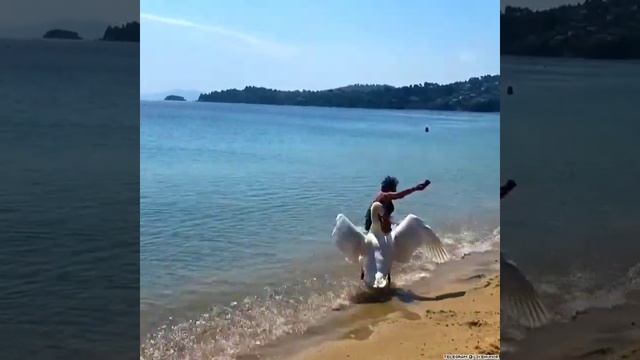 Лебедь Напал на Женщину. смотреть онлайн