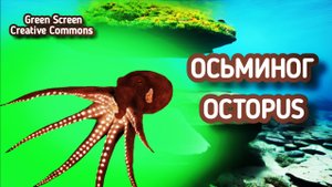 Осьминог green screen футаж, хромакей анимация осьминога на зелёном фоне.